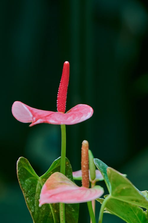 Pink, Exotic Flower