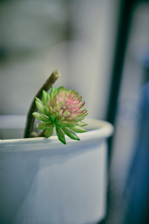 A small flower in a white pot