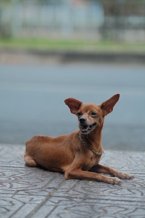 Foto profissional grátis de animal de estimação, cachorro, calçada