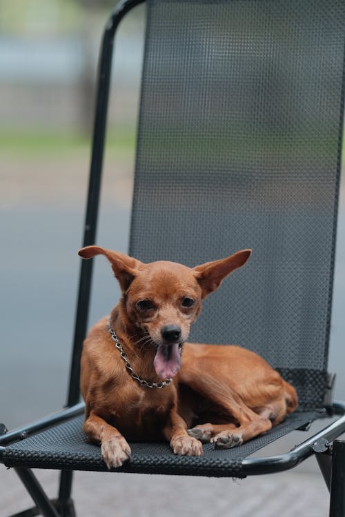 Puppy Dog Lying Down on Chair