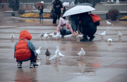 People Feeding Pigeons in City during Rain