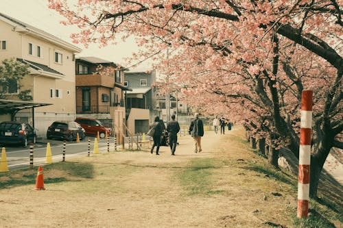 People walking down a path with cherry blossoms