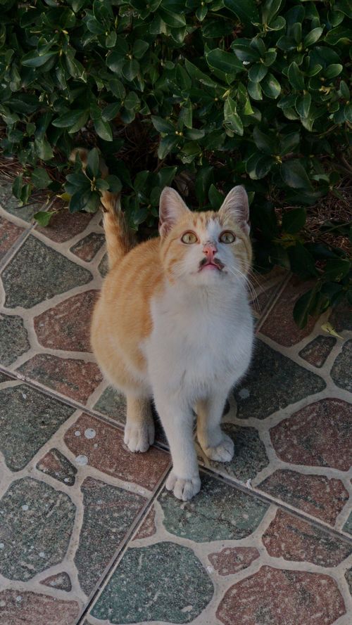 Free A curious ginger and white cat sits outdoors on a stone patio, looking up playfully. Stock Photo
