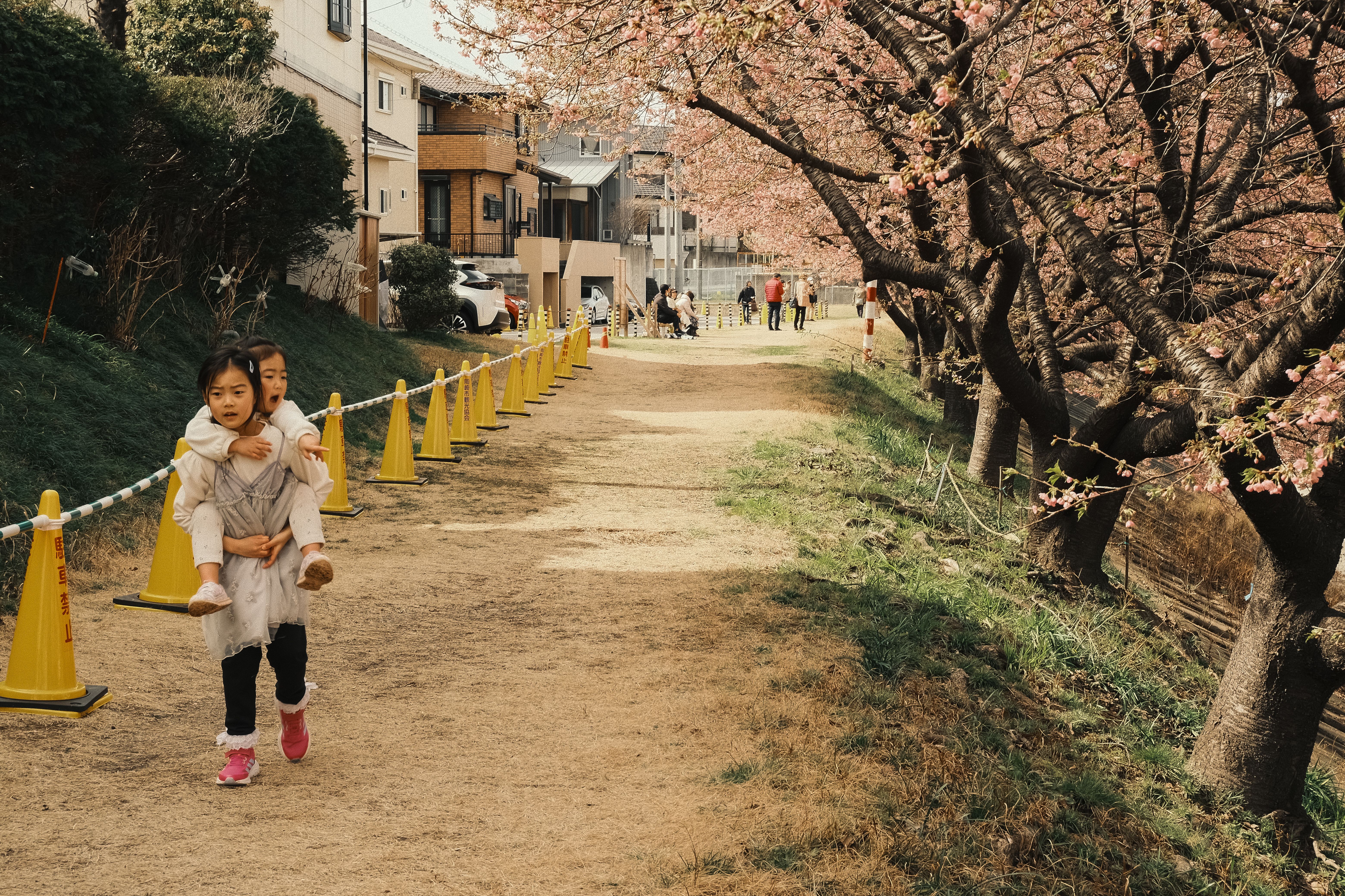 봄꽃 산책로 추천 — 벚꽃·유채꽃 시즌 걷기 좋은 길
