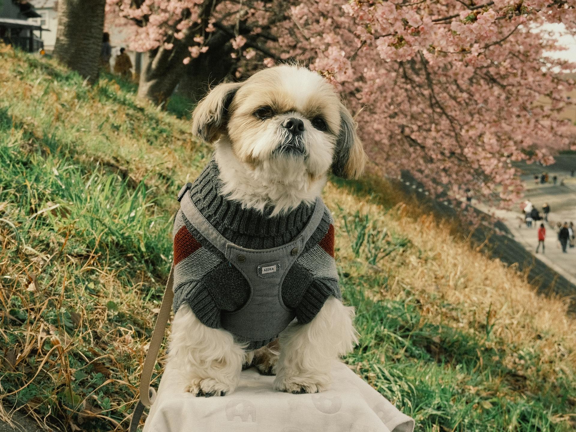 Shih Tzu in kleding