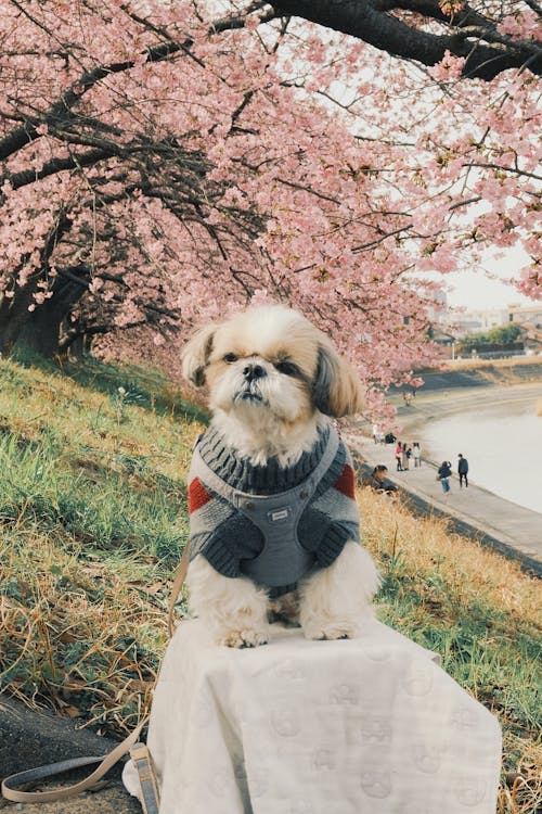 Take photos of dogs with sakura flowers 2024