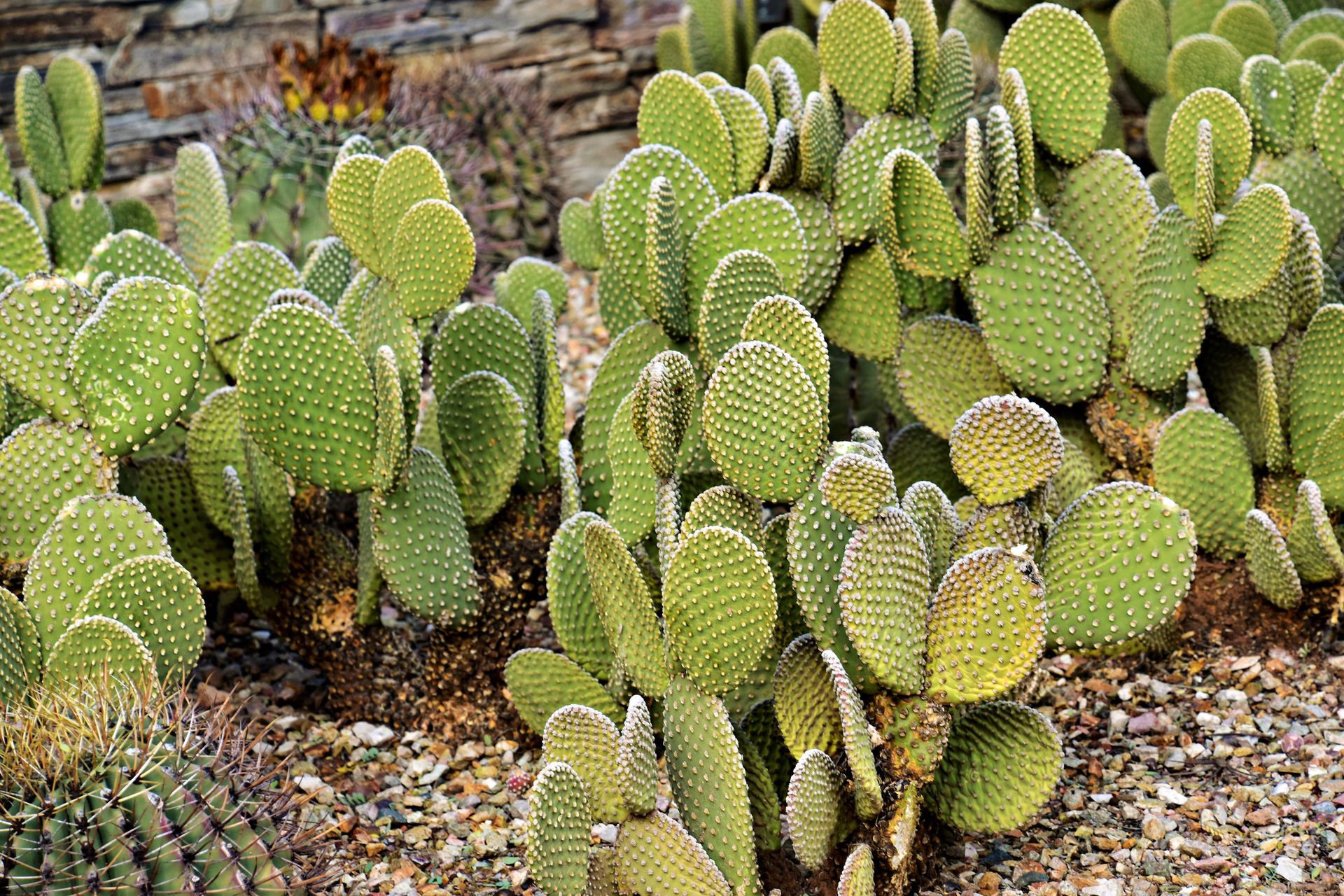 Close-up view of a cluster of green prickly pear cacti in a rocky desert garden setting.