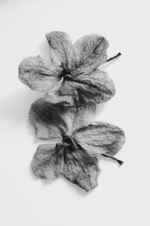 Black and white photograph of two dried flowers