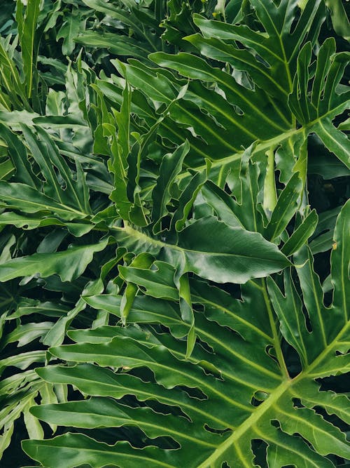 A close up of a large green plant
