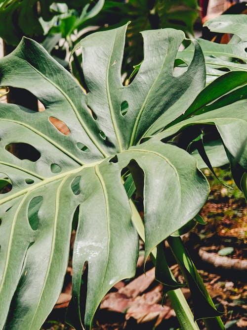 Monstera deliciosa plant in the garden