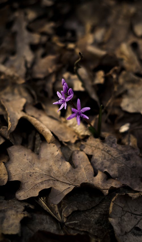 Безкоштовне стокове фото на тему «squill квітка, барвистий, весна»