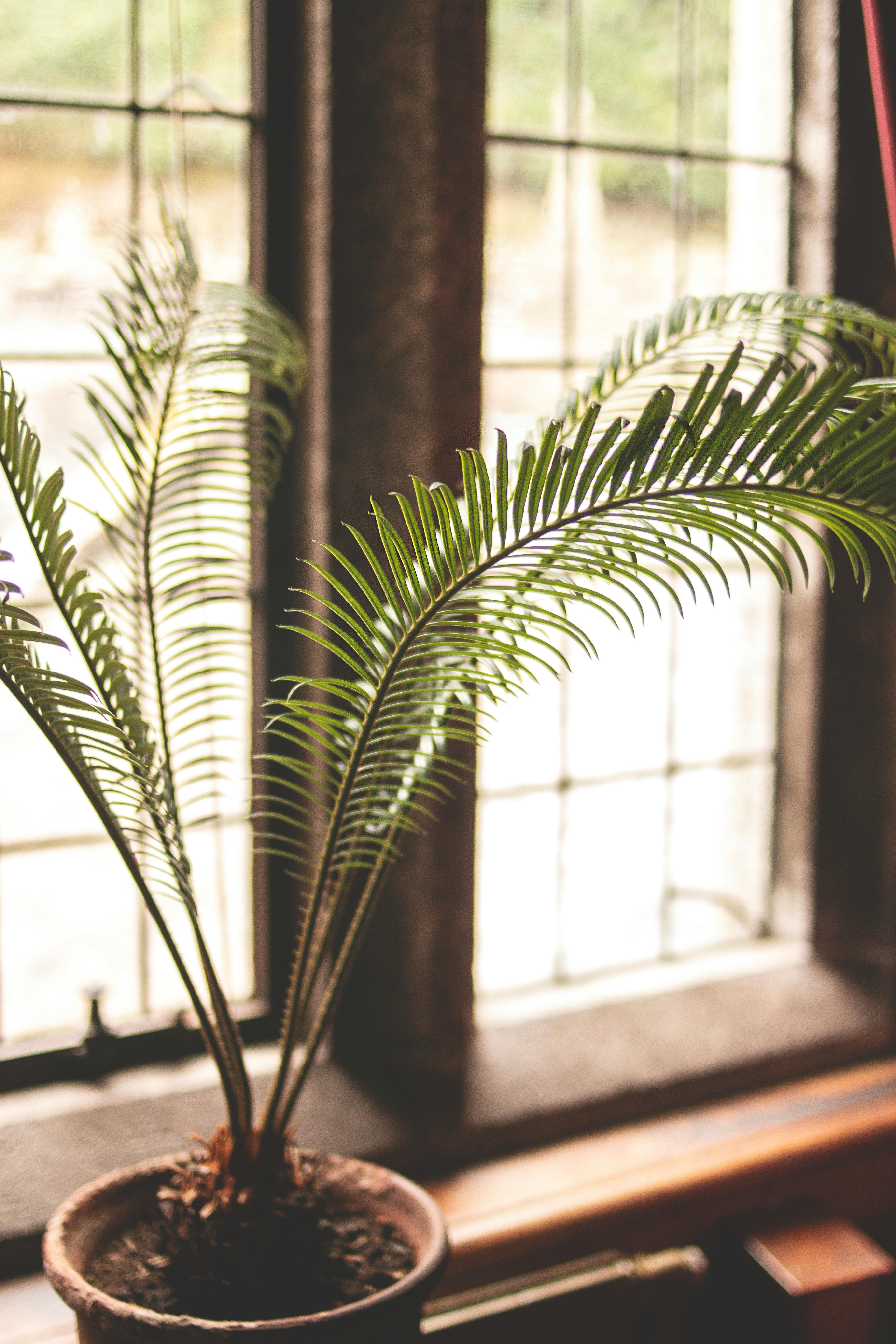 Green Fern Plant In Front Of Window · Free Stock Photo