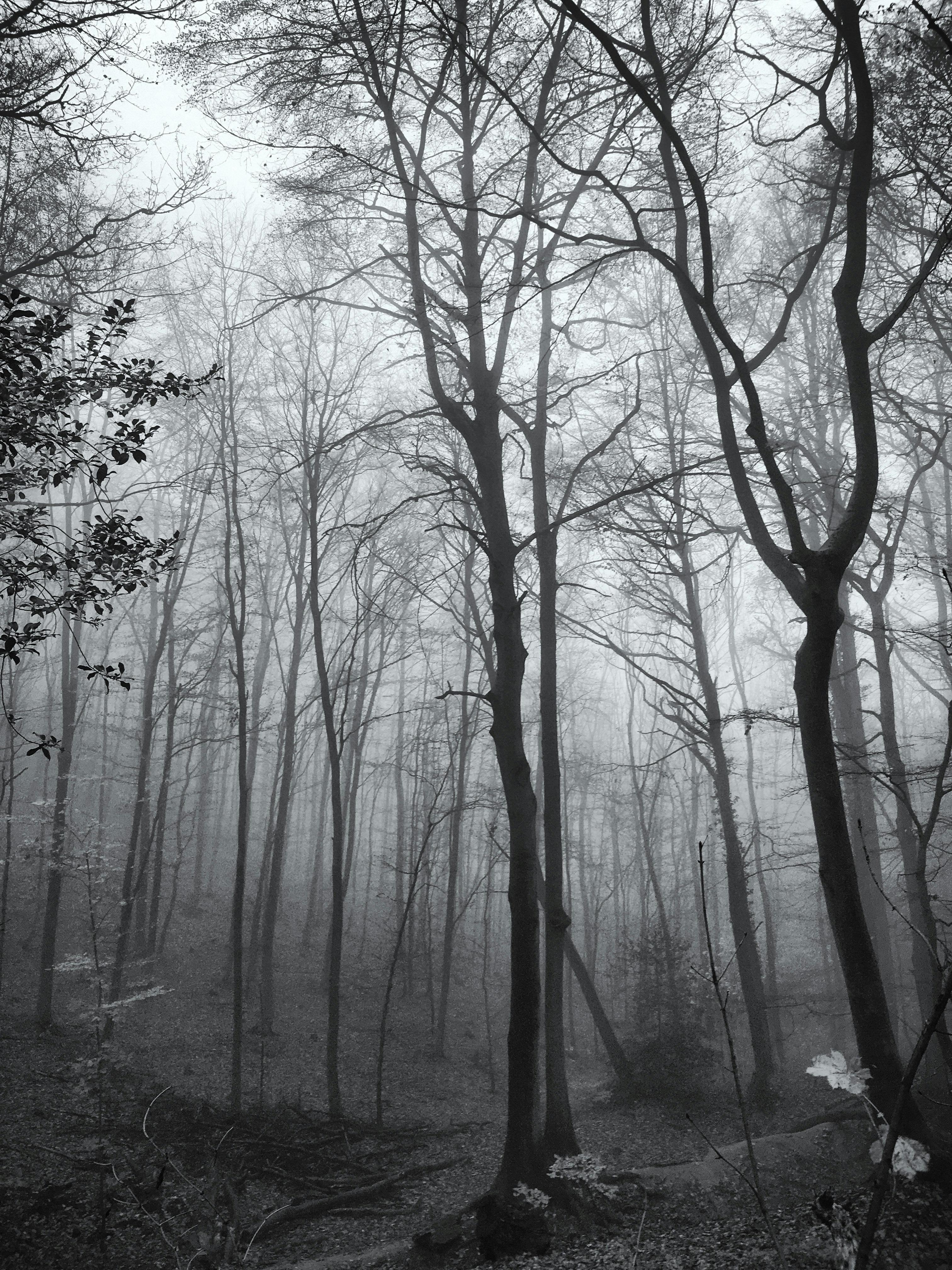 Moody black and white photo of a misty forest in autumn, featuring bare trees.