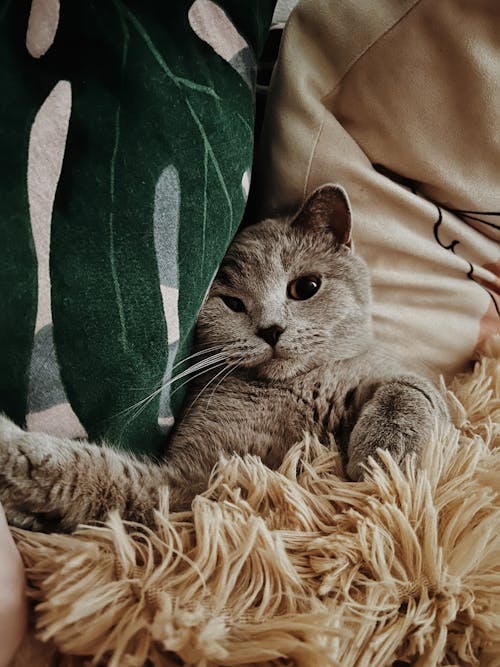 Foto profissional grátis de animal de estimação, cama, deitado