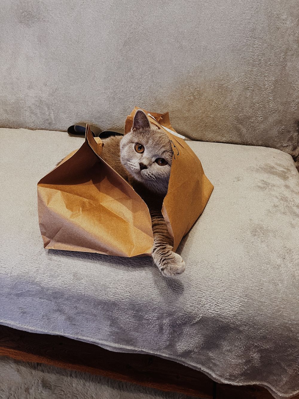 Gray cat playfully peeking from a brown paper bag indoors