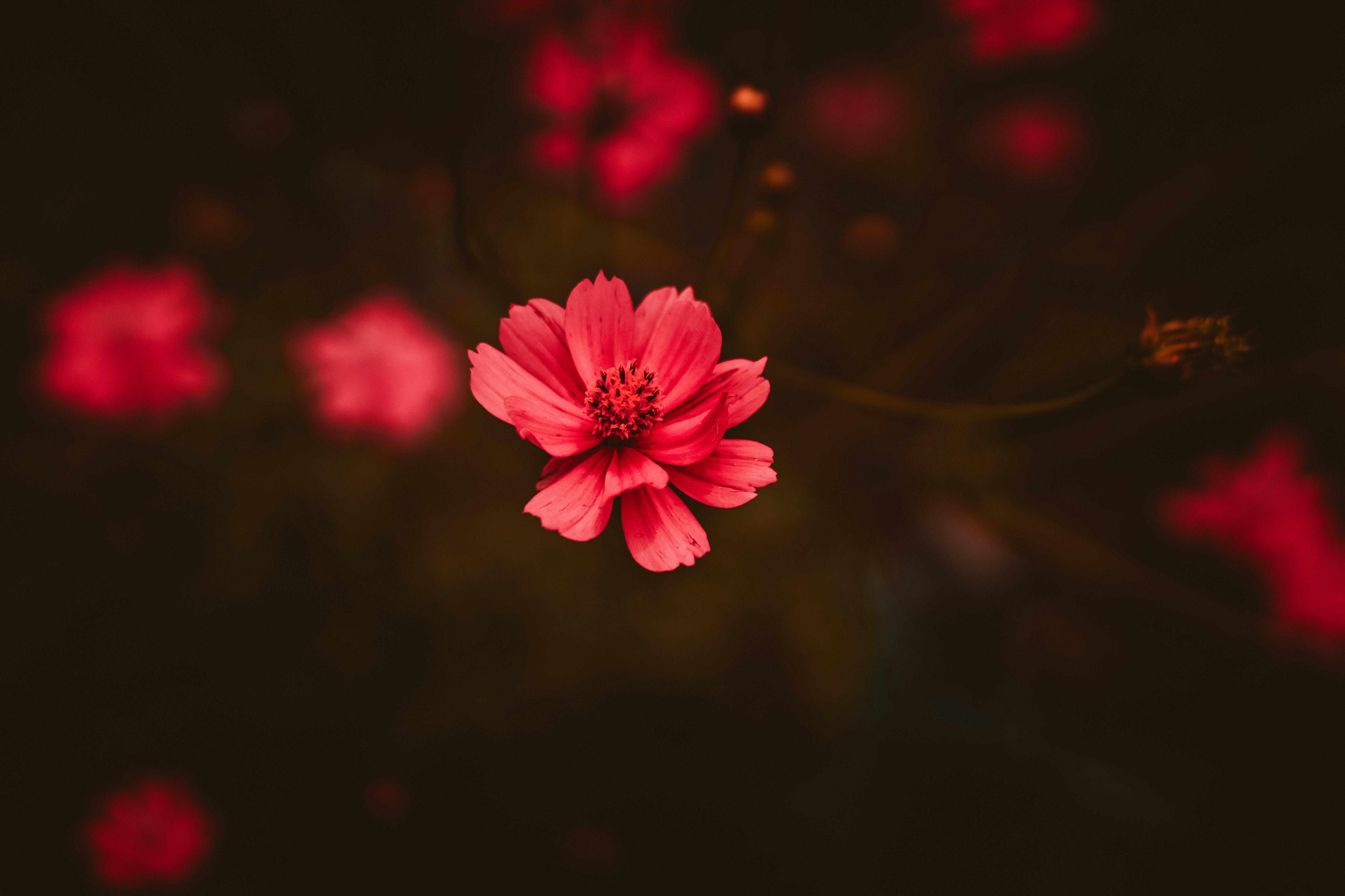 red flower