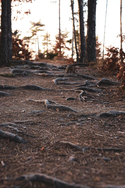 Foto profissional grátis de árvores, calçada, floresta