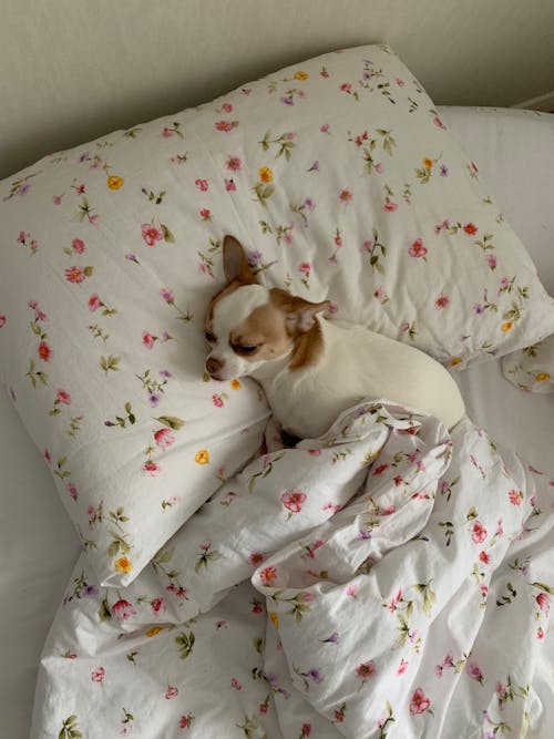 うそ, ベッド, 動物の写真の無料の写真素材