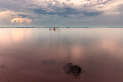 Withered Tree on Sea Coast