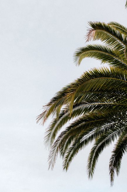A lush palm tree extends elegantly against a clear sky in Saint-Jean-de-Luz.