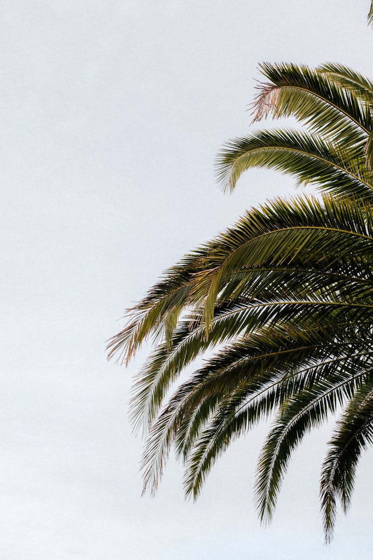 Green Palm Tree Leaves