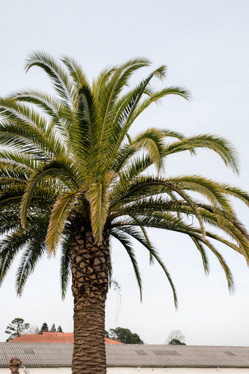 A palm tree in front of a building