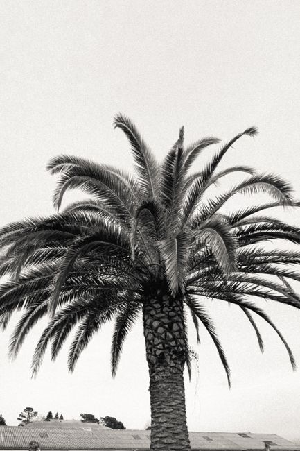 A striking black and white image of a tall palm tree with long fronds, capturing a serene tropical atmosphere.