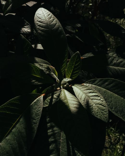 Dark shadows over green lush foliage in a Bogotá forest, capturing nature's serene beauty.