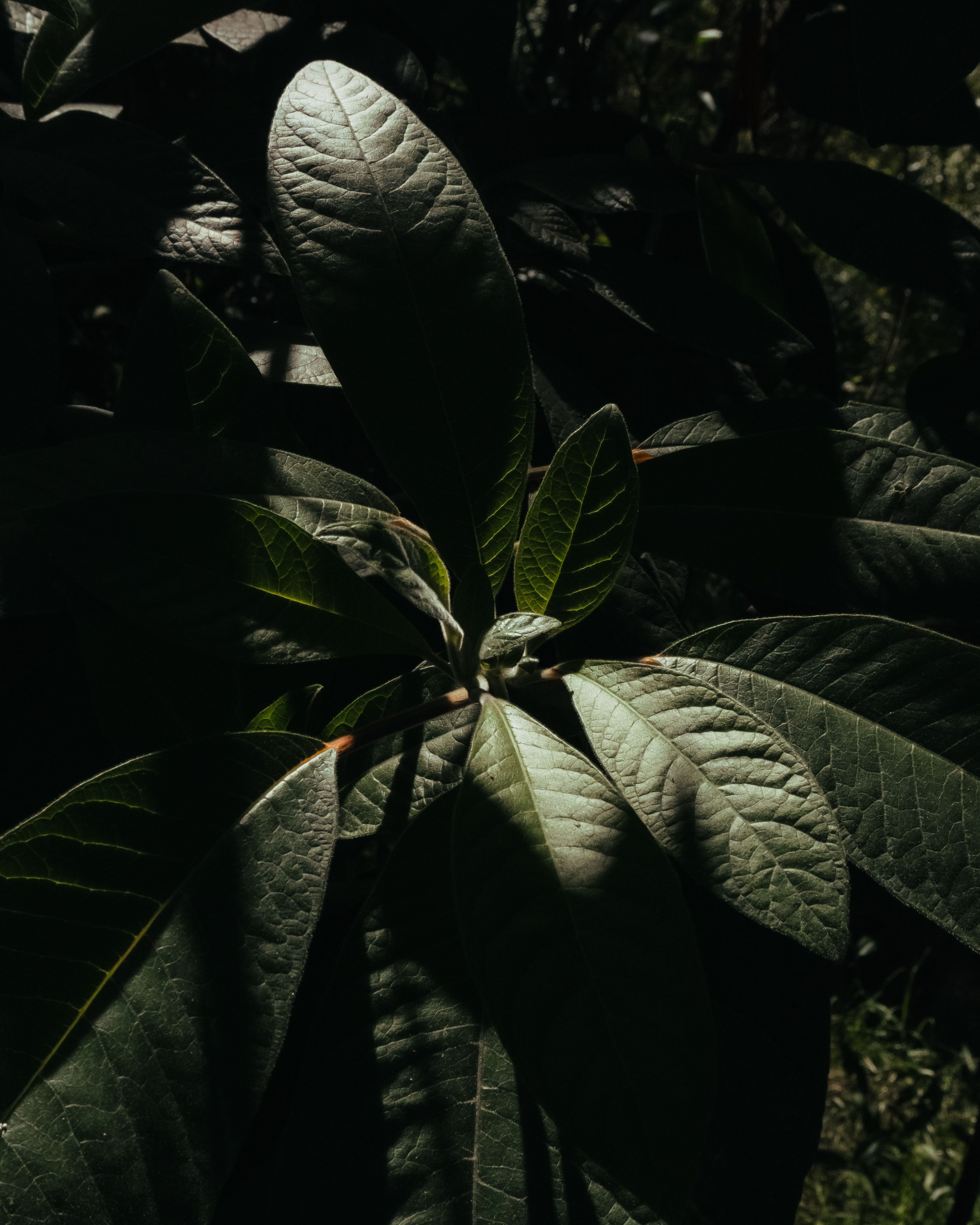 Dark Green Lush Shrub · Free Stock Photo