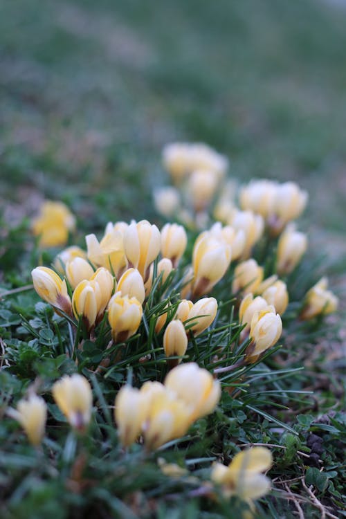 คลังภาพถ่ายฟรี ของ crocuses, ดอกไม้, ธรรมชาติ