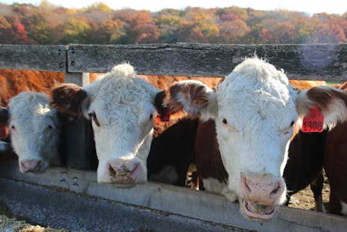 The three cow are lined up by the fence.