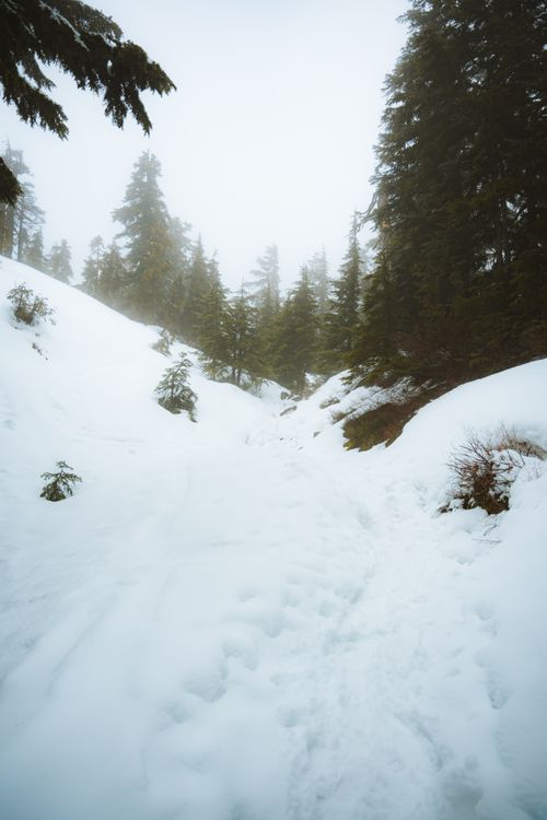 Free Tranquil winter scene of a snow-covered pathway winding through a dense, foggy forest. Stock Photo