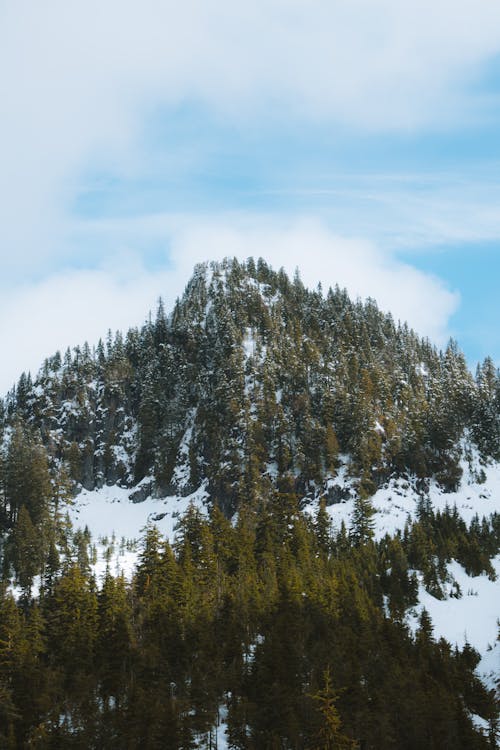 A snowy mountain with trees and snow on it