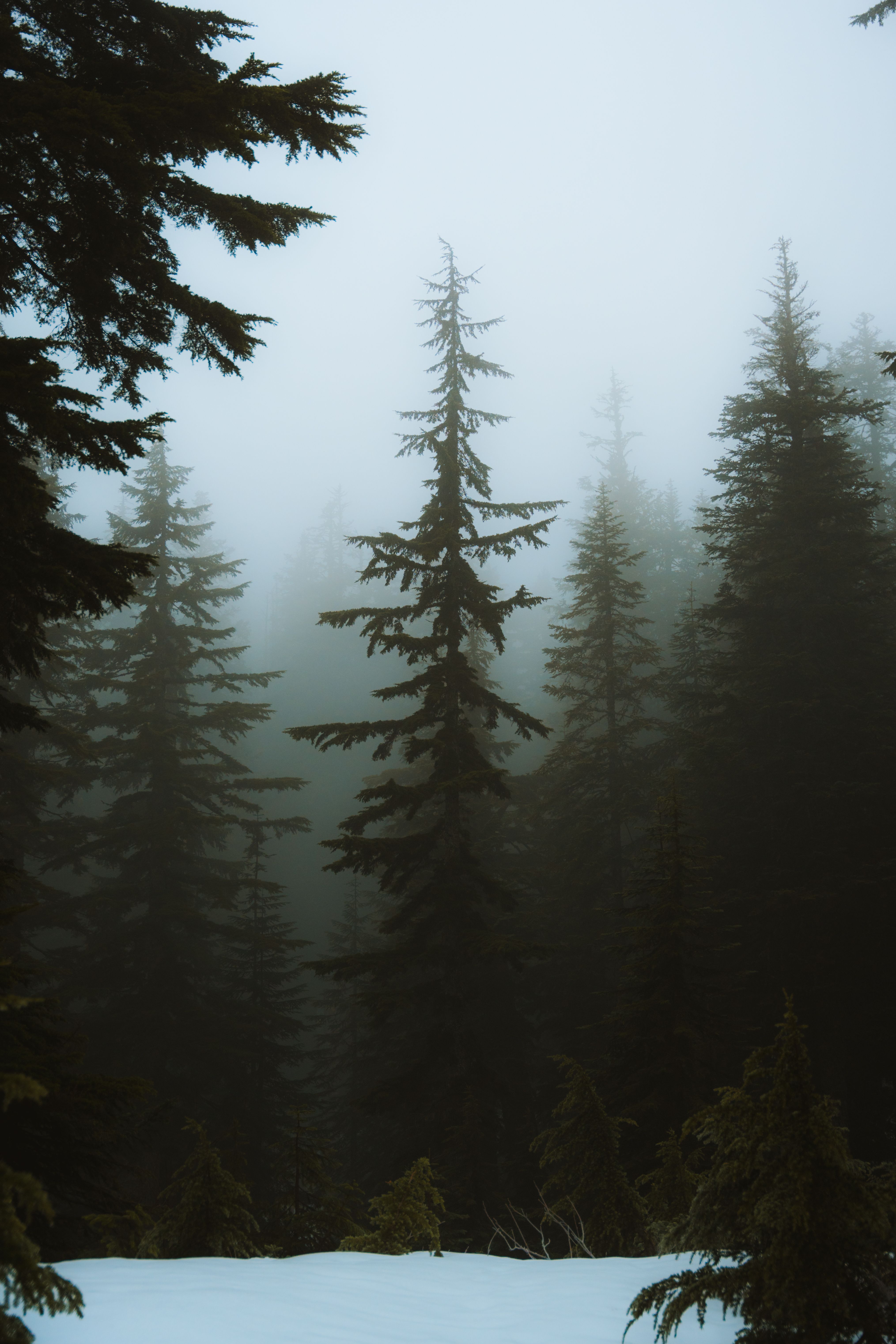 Snow-covered pine trees wrapped in fog in a quiet winter forest, a real stock photo with no people in the frame, chosen because snowy woods are the look most people picture when they hear Narnia. It is not a still from the movie and it does not show anyone from the cast