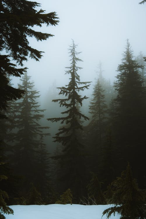 A forest with tall trees in the fog