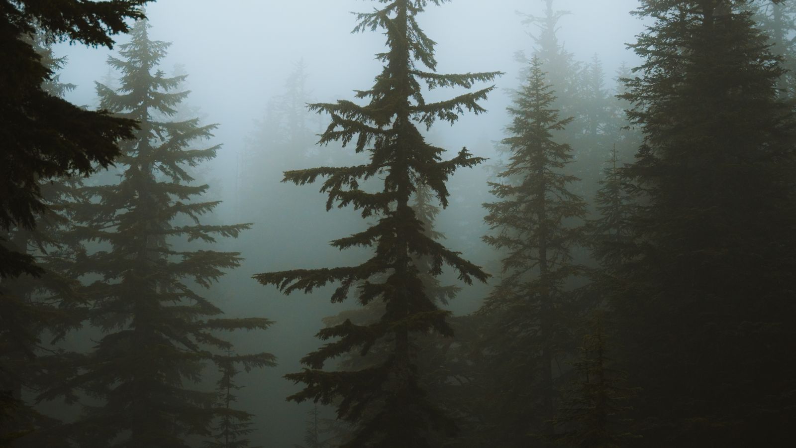 Snow-covered pine trees wrapped in fog in a quiet winter forest, a real stock photo with no people in the frame, chosen because snowy woods are the look most people picture when they hear Narnia. It is not a still from the movie and it does not show anyone from the cast
