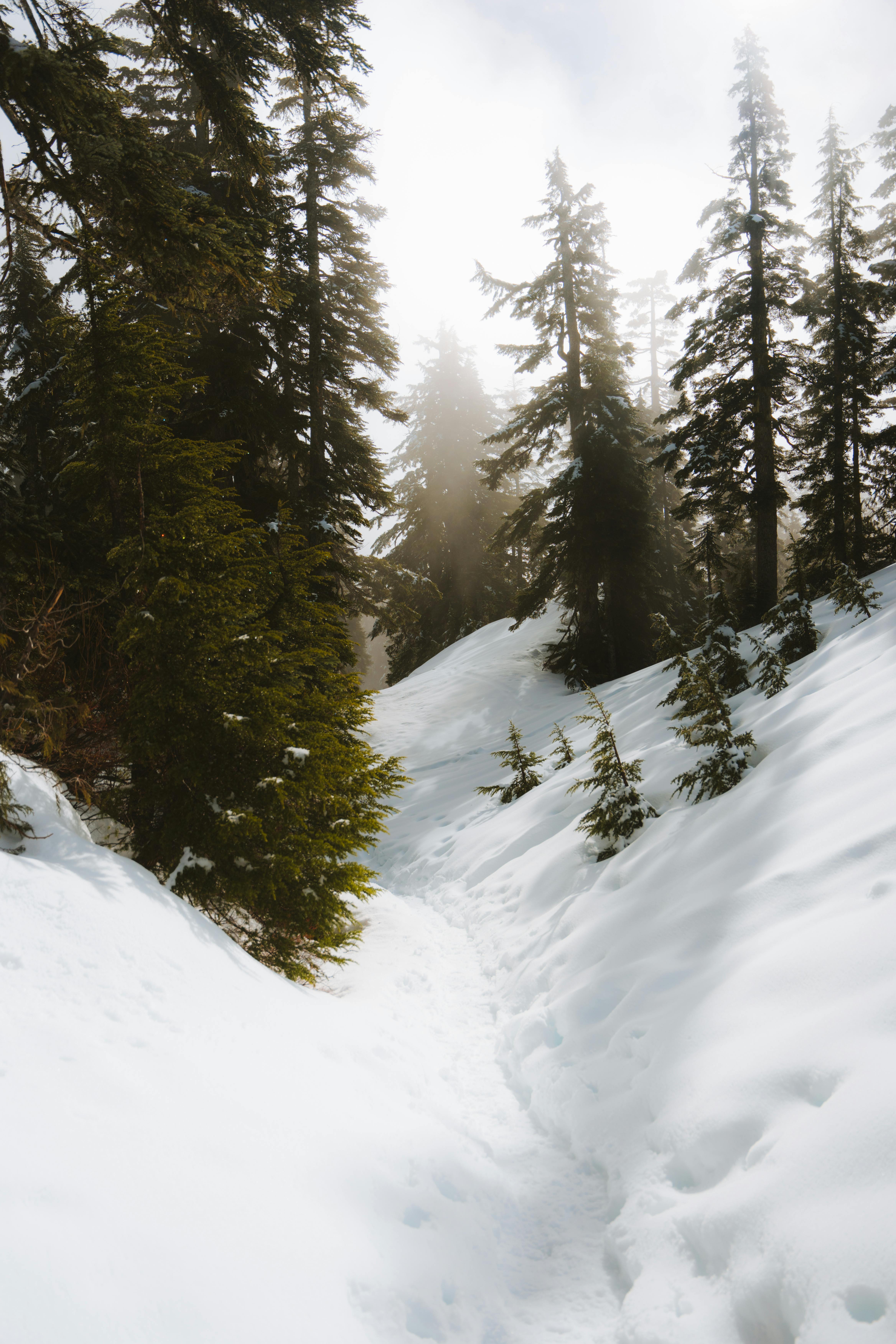 A peaceful forest path covered in snow, surrounded by towering trees during winter.