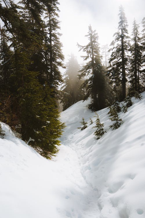 Základová fotografie zdarma na téma cesta, les, sníh