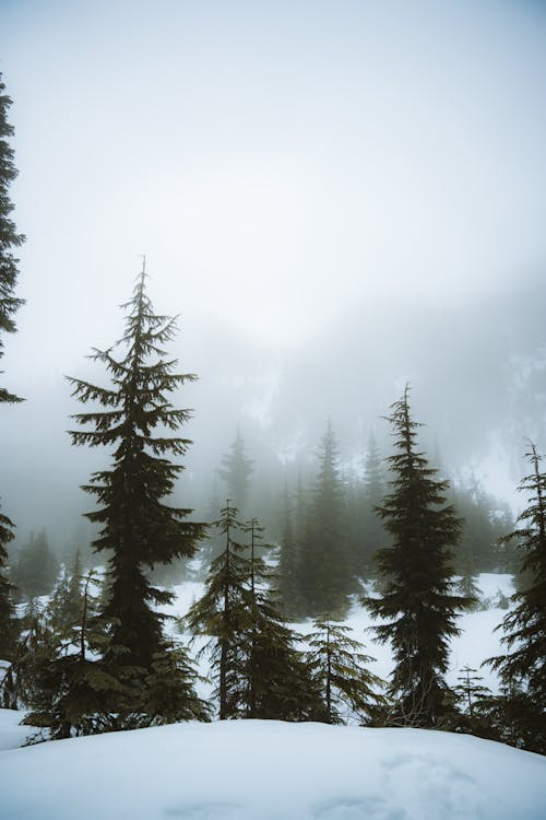 A snowy forest with trees and fog