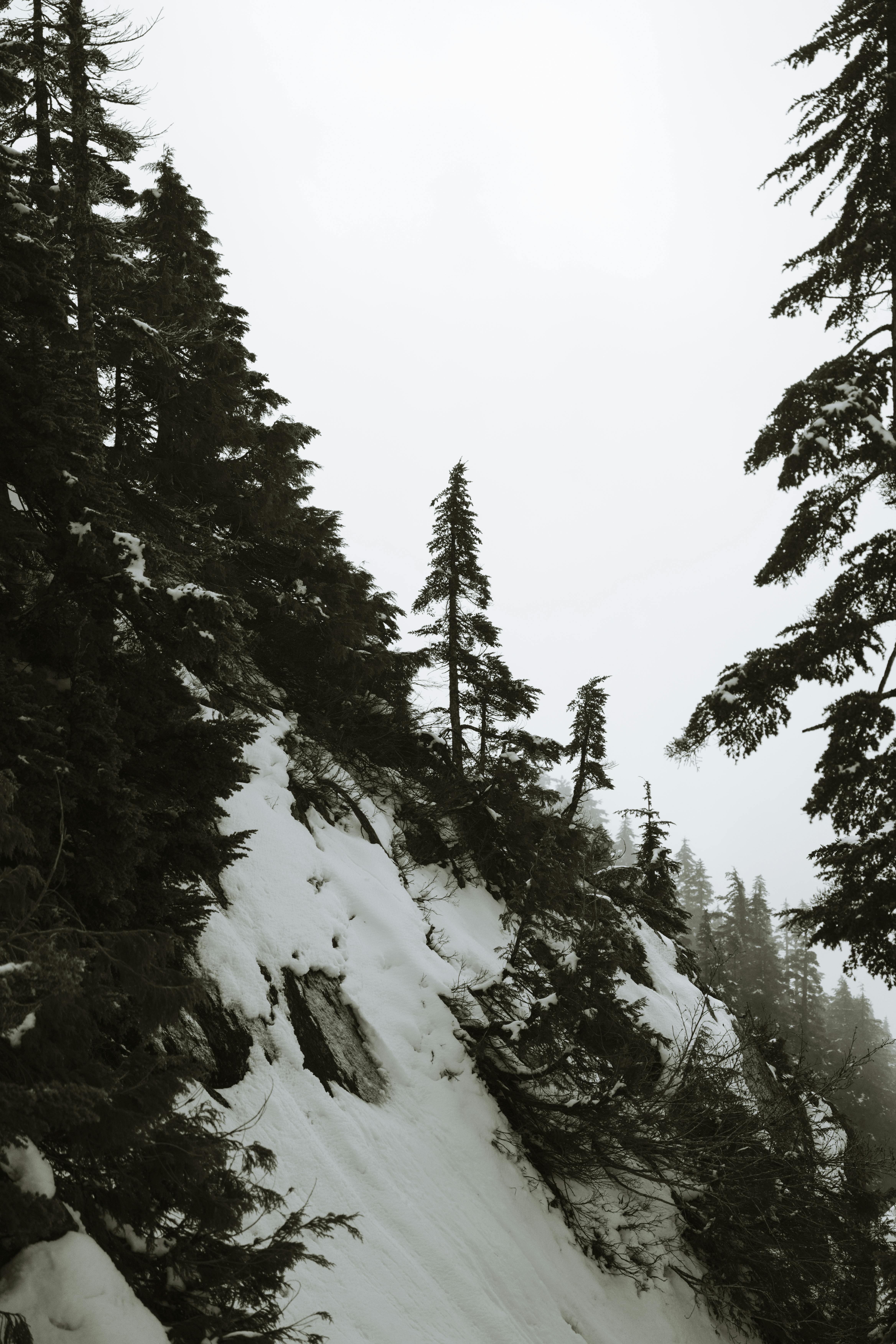 Winter forest with snow-covered trees and rocky mountainside under a cloudy sky.