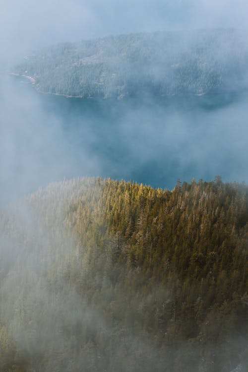 A view of a forested area with fog and water