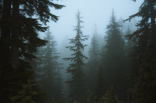 A forest with tall trees in the fog