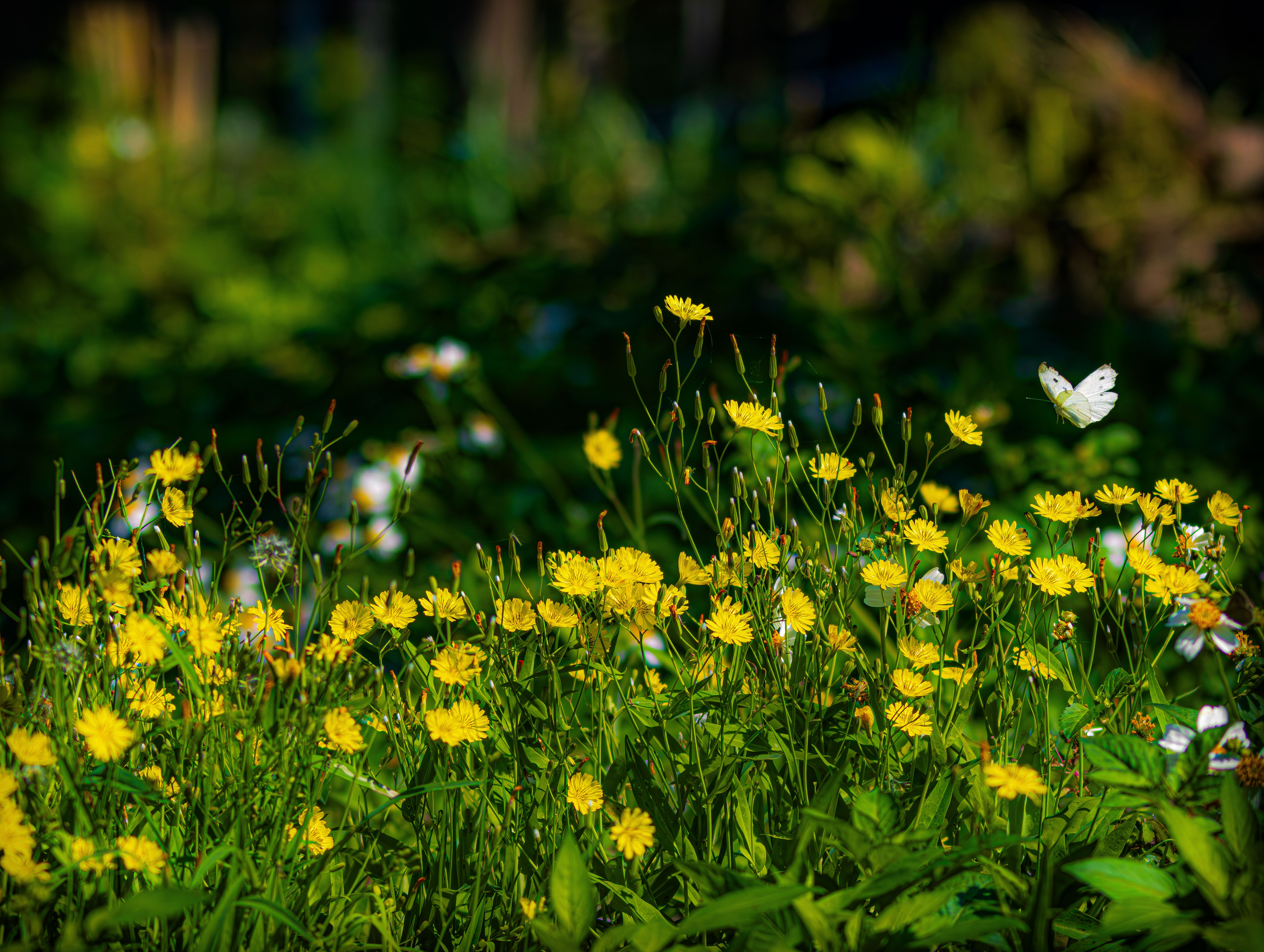 Beneficios de las flores silvestres en tu jardín