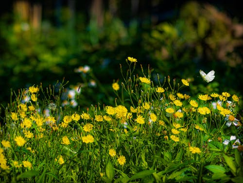 Immagine gratuita di animale, farfalla, fiori