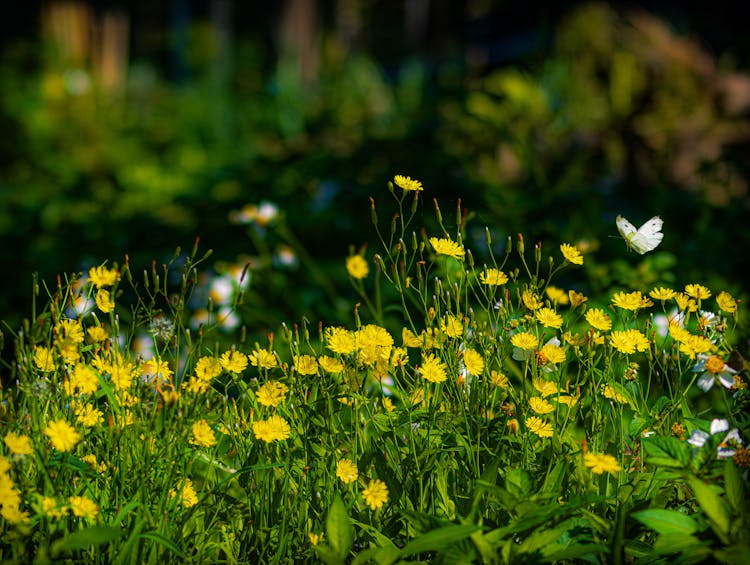 Butterfly Flying Over Flowers On Meadow