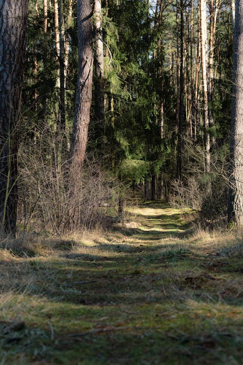 Základová fotografie zdarma na téma borovice, cesta, chodník