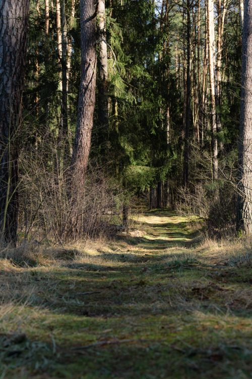 Free Peaceful forest trail surrounded by lush greenery and towering trees under daylight. Stock Photo