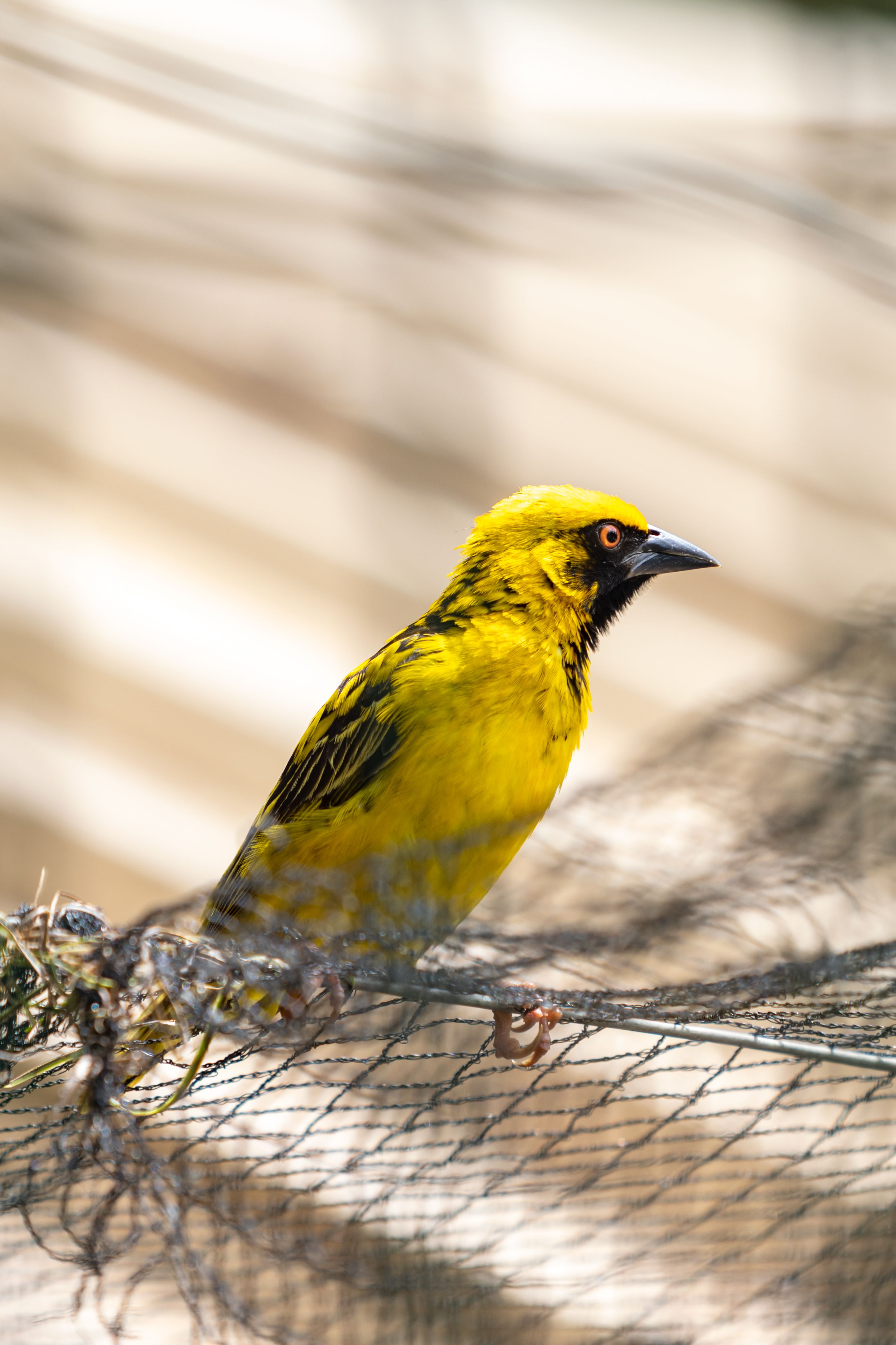 Fotomural Pájaro tejedor amarillo brillante posado en una red en Mauricio, mostrando su plumaje vibrante.