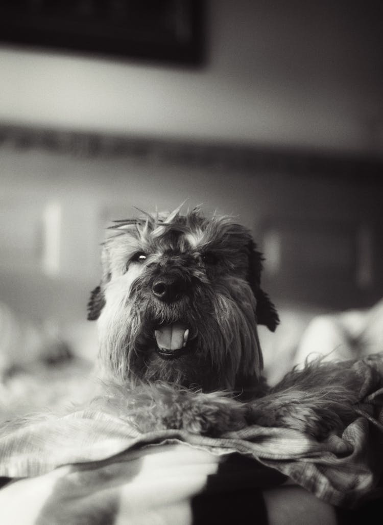 Dog Head In Black And White