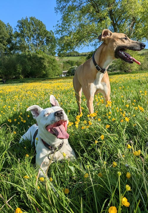 Foto stok gratis anjing, binatang peliharaan, bunga-bunga